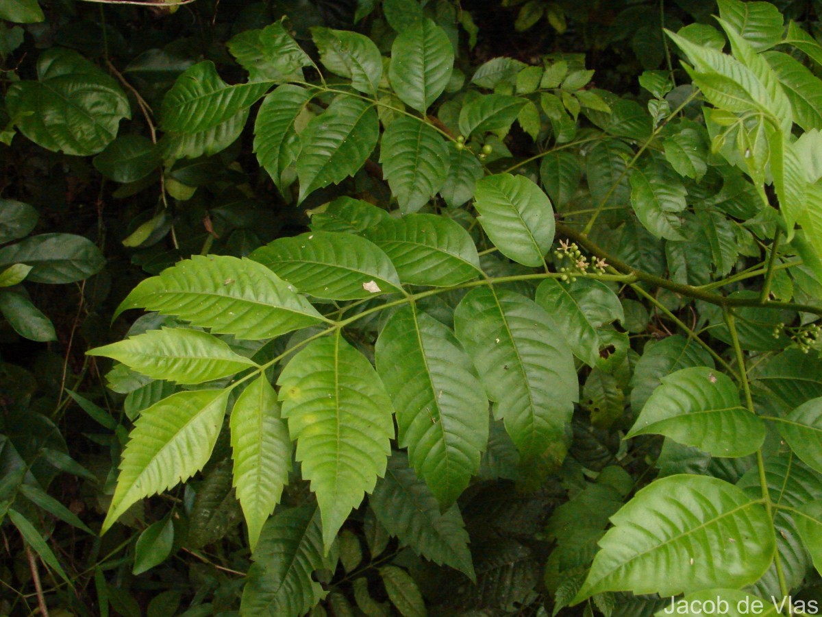 Cipadessa baccifera (Roth) Miq.